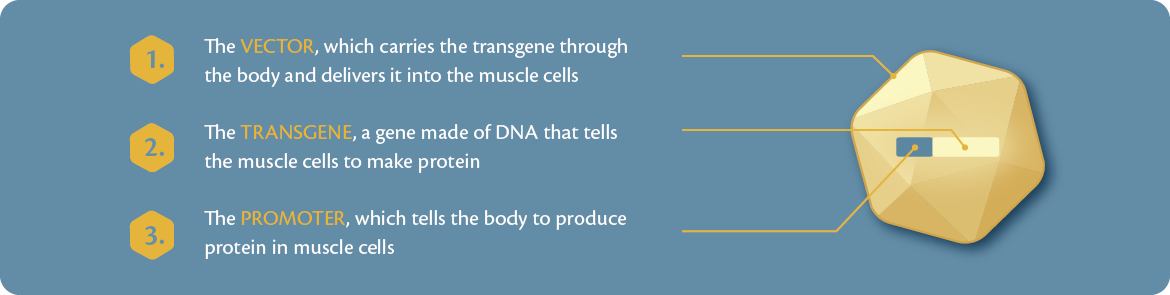 components of gene therapy