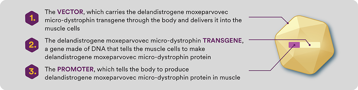 vector-promoter-transgene